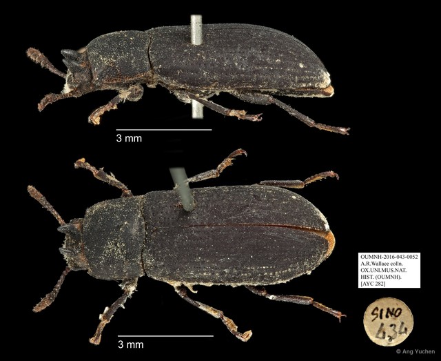 Tenebrionidae sp. "AYC 282" • © Ang Yuchen • All Rights Reserved