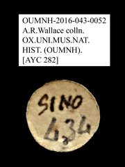 Tenebrionidae sp. "AYC 282" • All Rights Reserved Museum Label