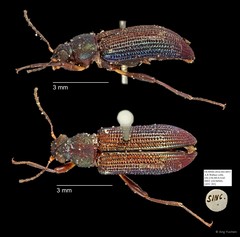 Tenebrionidae sp. "AYC 283" • © Ang Yuchen • All Rights Reserved
