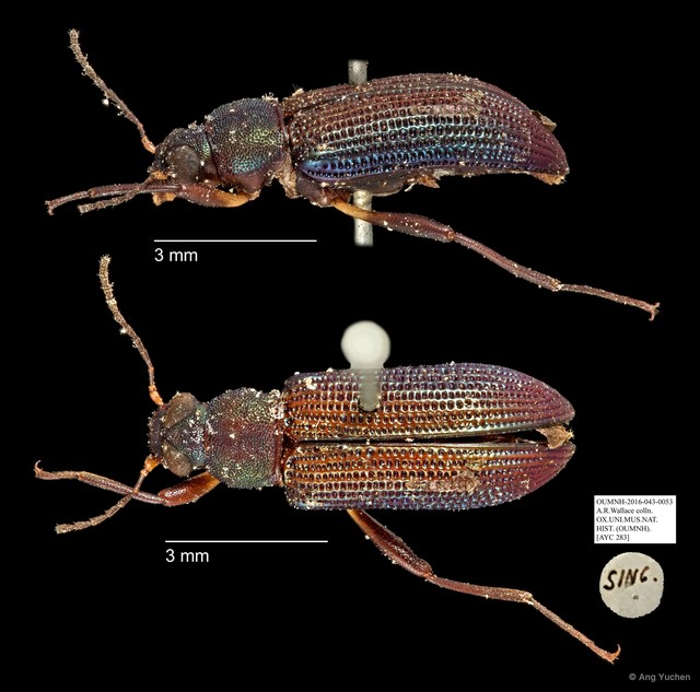 Tenebrionidae sp. "AYC 283" • © Ang Yuchen • All Rights Reserved