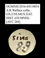 Tenebrionidae sp. "AYC 284" • All Rights Reserved Museum Label