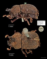 Tenebrionidae sp. "AYC 285" • © Ang Yuchen • All Rights Reserved