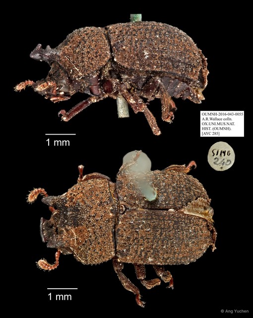 Tenebrionidae sp. "AYC 285" • © Ang Yuchen • All Rights Reserved