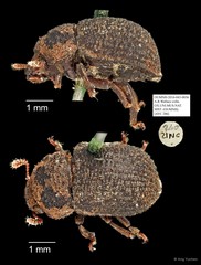 Tenebrionidae sp. "AYC 286" • © Ang Yuchen • All Rights Reserved