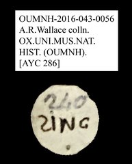 Tenebrionidae sp. "AYC 286" • All Rights Reserved Museum Label