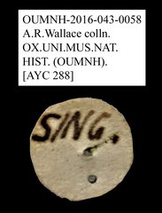 Bolitophagini sp. "AYC 288" • All Rights Reserved Museum Label