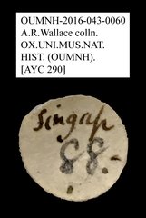 Bolitophagini sp. "AYC 290" • All Rights Reserved Museum Label