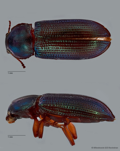 Tenebrionidae sp. "ZRCBDP0273277" • © Miteshravin S/O Ravindran • All Rights Reserved