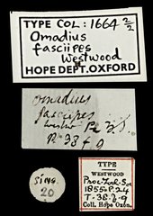 Ades limbatus • All Rights Reserved Museum Label