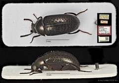 Amarygmus selatanus • © Ang Yuchen • CC BY 4.0