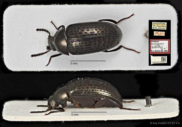 Amarygmus selatanus • © Ang Yuchen • CC BY 4.0