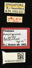 Amarygmus selatanus • All Rights Reserved Museum Label