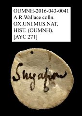 Basides sp. "AYC 271" • All Rights Reserved Museum Label