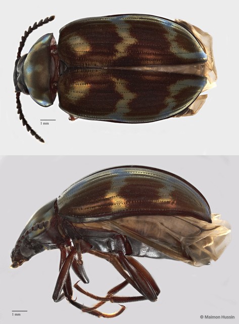 Ceropria superba • © Maimon Hussin • All Rights Reserved
