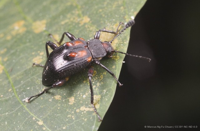 Phymatosoma rufonotatum • © Marcus Ng Fu Chuan • CC BY-NC-ND 4.0