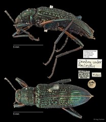 Poecilesthus sp. "AYC 080" • © Ang Yuchen • All Rights Reserved