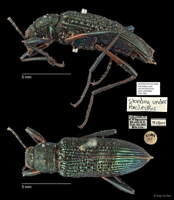 Poecilesthus sp. "AYC 080" • © Ang Yuchen • All Rights Reserved