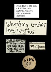 Poecilesthus sp. "AYC 080" • All Rights Reserved Museum Label