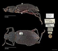 Promethis sanguinicrus • © Ang Yuchen • All Rights Reserved