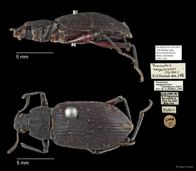 Promethis sanguinicrus • © Ang Yuchen • All Rights Reserved