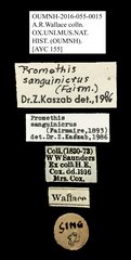 Promethis sanguinicrus • All Rights Reserved Museum Label