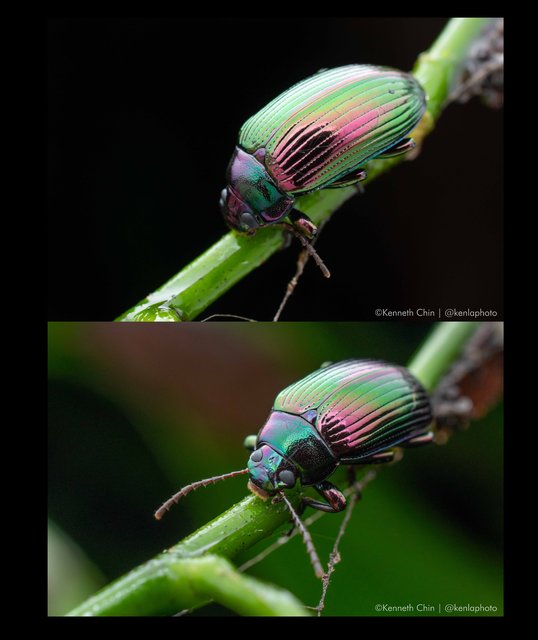 Pseudonautes sp. "a9e075a6" • © Kenneth Chin • All Rights Reserved