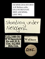 Strongylium sp. "AYC 081" • All Rights Reserved Museum Label