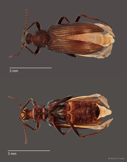 Strongylium sp. "ZRCBPD0068705" • © Wan FA Jusoh • All Rights Reserved