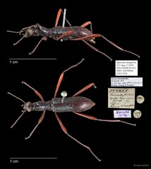 Strongylium tricondyloides • © Ang Yuchen • All Rights Reserved