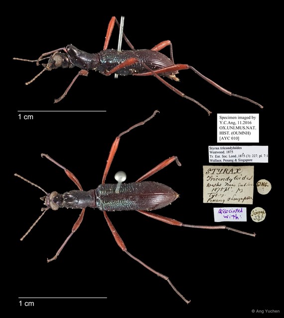 Strongylium tricondyloides • © Ang Yuchen • All Rights Reserved