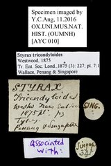 Strongylium tricondyloides • All Rights Reserved Museum Label
