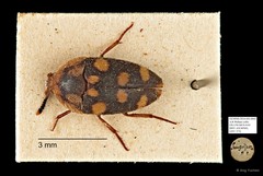 Tetratomidae sp. "AYC 273" • © Ang Yuchen • All Rights Reserved