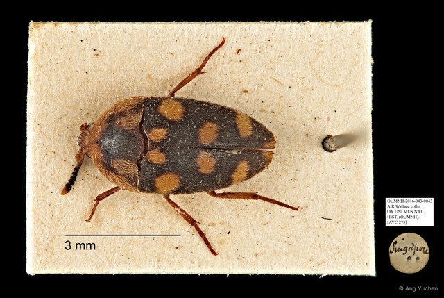 Tetratomidae sp. "AYC 273" • © Ang Yuchen • All Rights Reserved