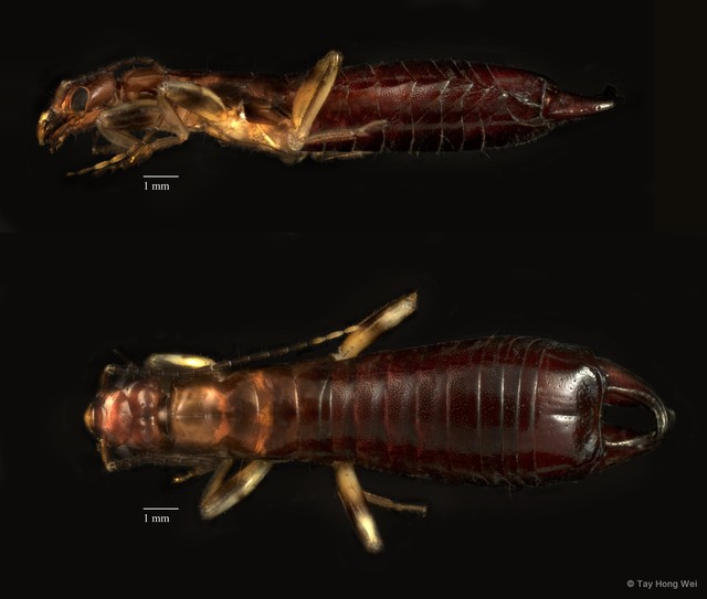 Dermaptera sp. "ZRCBDP0071957" • © Tay Hong Wei • All Rights Reserved