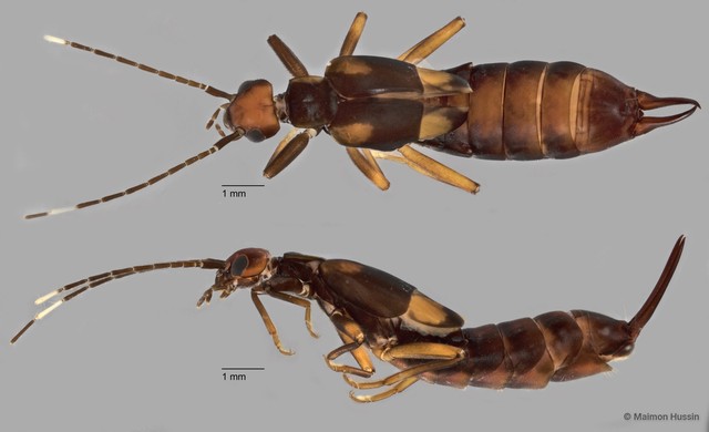 Dermaptera sp. "ZRCBDP0072044" • © Maimon Hussin • All Rights Reserved