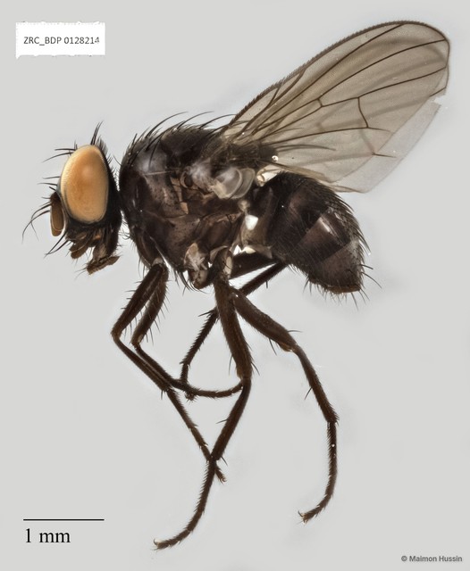 Calyptratae sp. "Calyptrate ZRCBDP0019704" • © Maimon Hussin • All Rights Reserved