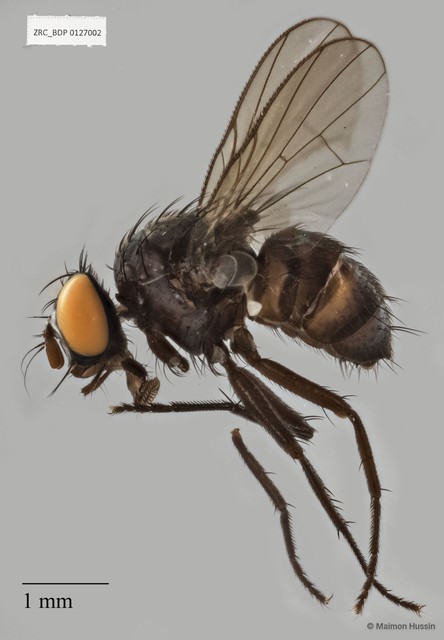 Calyptratae sp. "Calyptrate ZRCBDP0019705" • © Maimon Hussin • All Rights Reserved