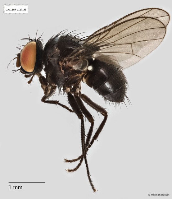 Calyptratae sp. "Calyptrate ZRCBDP0019706" • © Maimon Hussin • All Rights Reserved