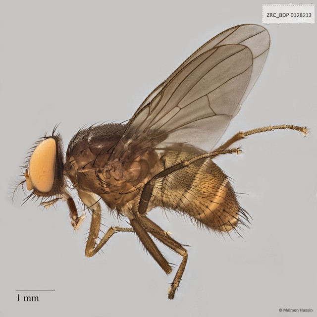 Calyptratae sp. "Calyptrate ZRCBDP0019724" • © Maimon Hussin • All Rights Reserved