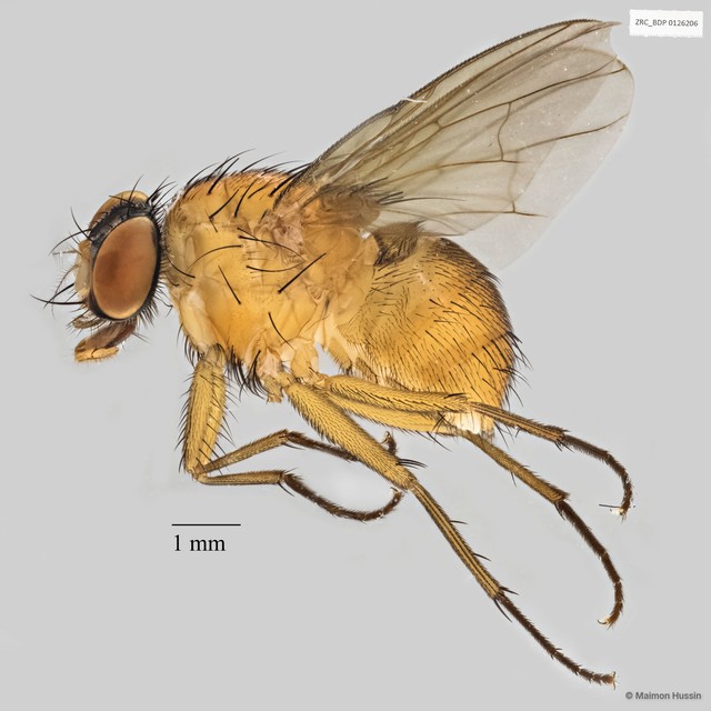 Calyptratae sp. "Calyptrate ZRCBDP0019731" • © Maimon Hussin • All Rights Reserved