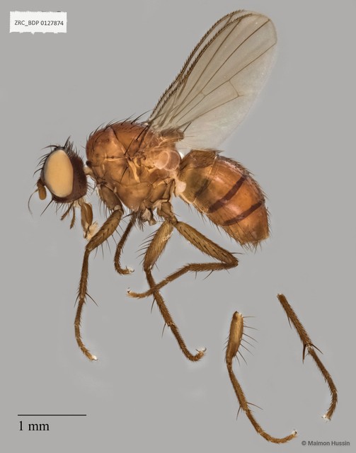 Calyptratae sp. "Calyptrate ZRCBDP0019952" • © Maimon Hussin • All Rights Reserved