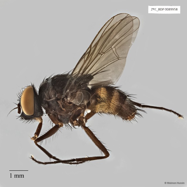 Calyptratae sp. "Calyptrate ZRCBDP0021387" • © Maimon Hussin • All Rights Reserved