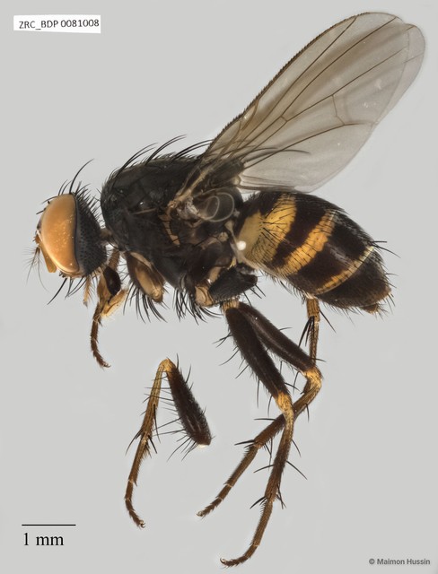 Calyptratae sp. "Calyptrate ZRCBDP0025139" • © Maimon Hussin • All Rights Reserved