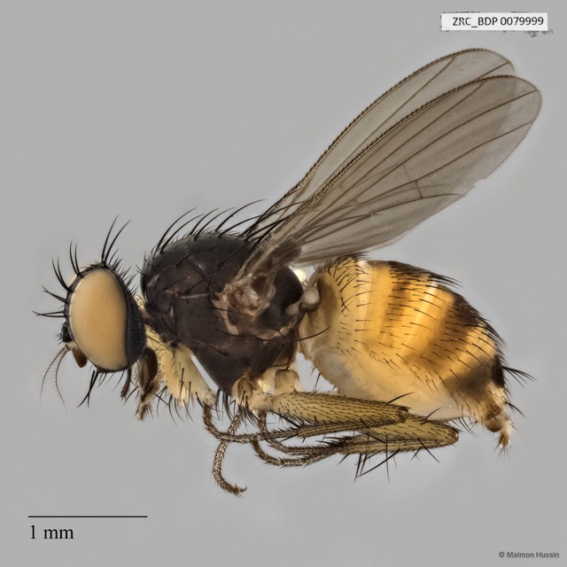Calyptratae sp. "Calyptrate ZRCBDP0063588" • © Maimon Hussin • All Rights Reserved