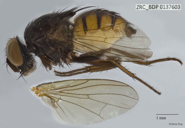 Calyptratae sp. "Calyptrate ZRCBDP0080015" • © Rene Ong • All Rights Reserved