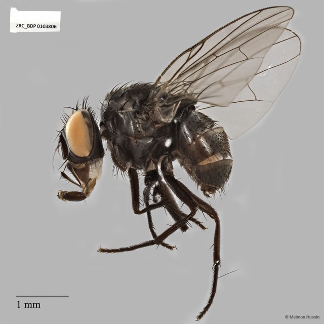 Calyptratae sp. "Calyptrate ZRCBDP0103806" • © Maimon Hussin • All Rights Reserved
