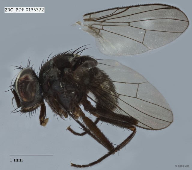 Calyptratae sp. "Calyptrate ZRCBDP0104833" • © Rene Ong • All Rights Reserved