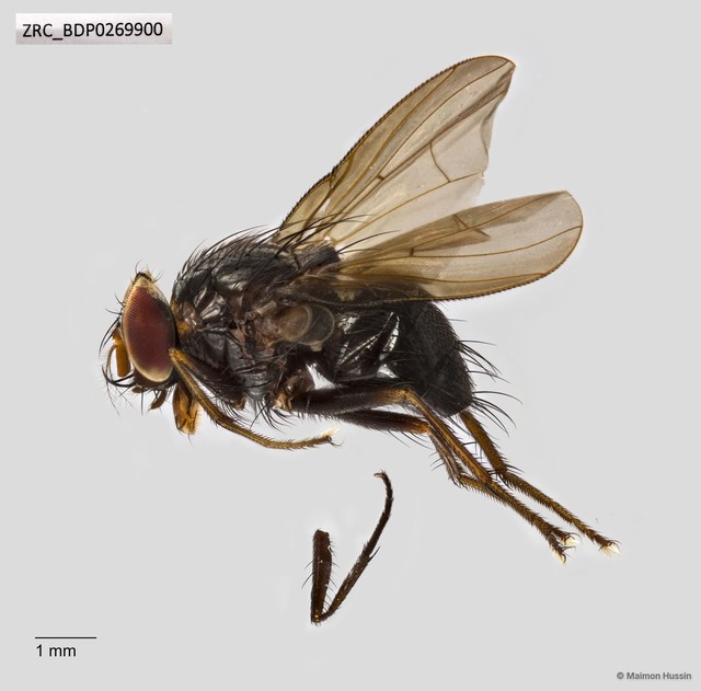 Calyptratae sp. "Calyptrate ZRCBDP0269900" • © Maimon Hussin • All Rights Reserved