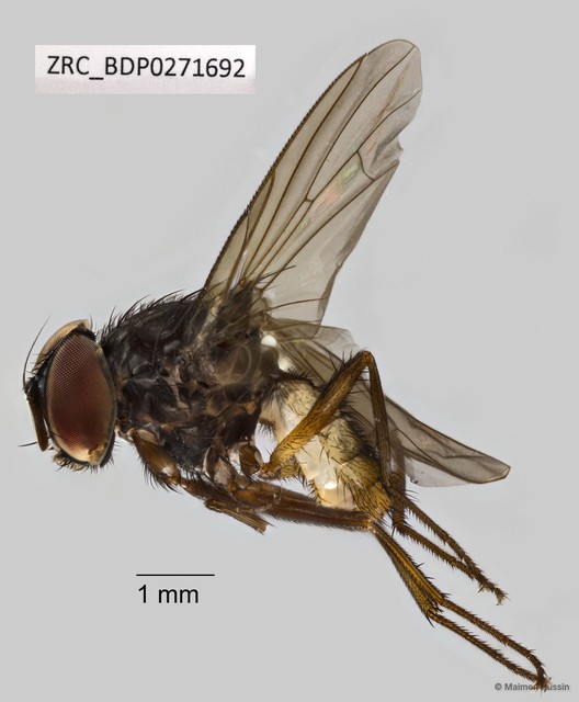 Calyptratae sp. "Calyptrate ZRCBDP0271692" • © Maimon Hussin • All Rights Reserved