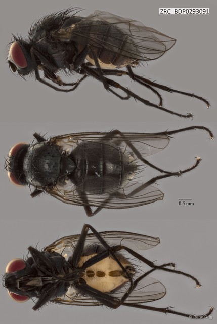 Calyptratae sp. "Calyptrate ZRCBDP0291060" • © Rene Ong • All Rights Reserved